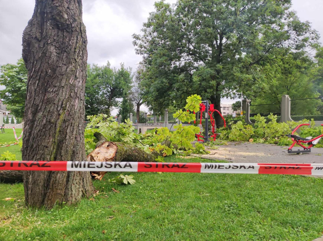 Tarnów. Dziewczynka uderzona przez zerwany konar. Koszmar na placu zabaw w Parku Strzeleckim