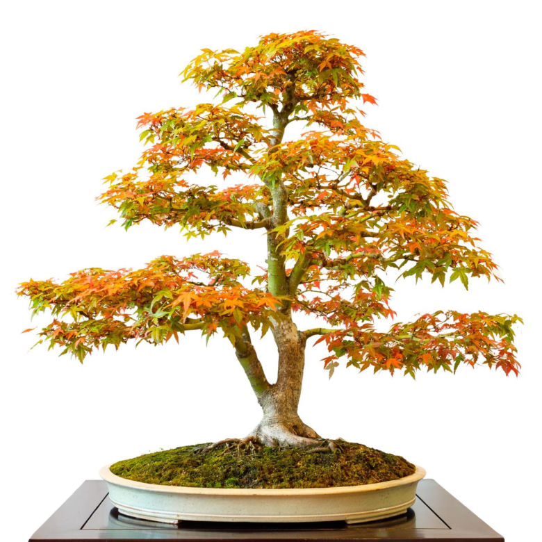 Drzewko bonsai