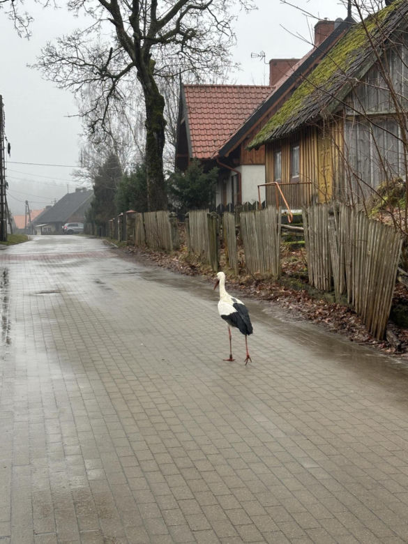 Bocian wrócił na ukochaną wieś. W Krutyni czekali na niego całą zimę