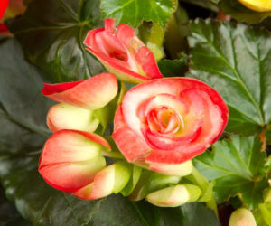 Begonia zimowa to królowa zimowych parapetów