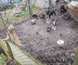 Interwencja OTOZ Animals w Suchym Dębie