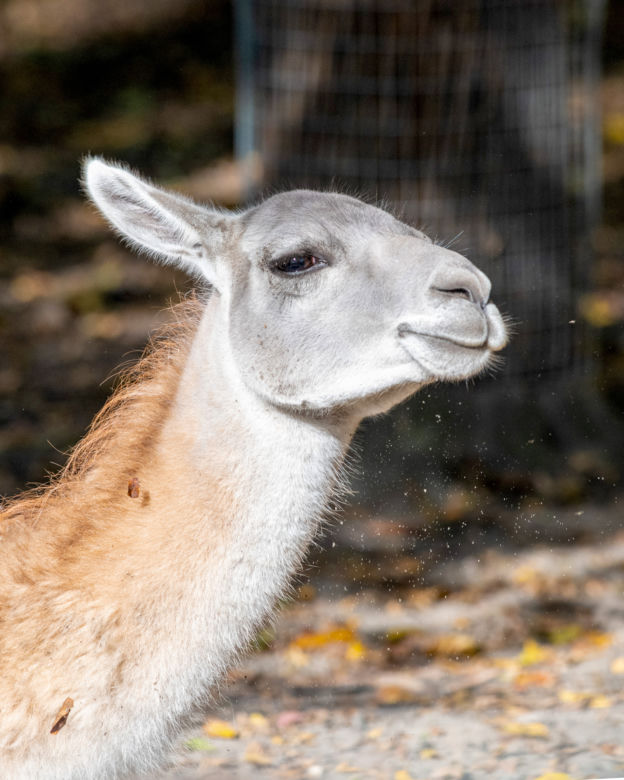 Nowi mieszkańcy Orientarium ZOO Łódź