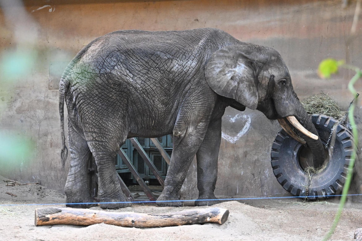 Słoń Leon ma urodziny. Wielka impreza w warszawskim ZOO