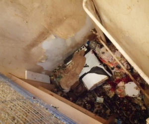 PRZERAŻAJĄCE! Miała w mieszkaniu 130 szczurów! Były zaświerzbione, miały odgryzione ogony