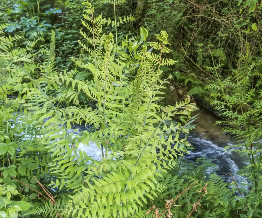 Paprocie ogrodowe