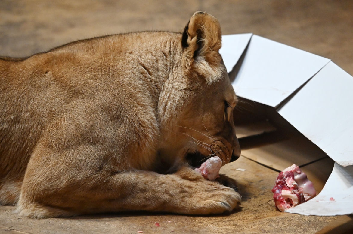 Dzień lwa w zoo