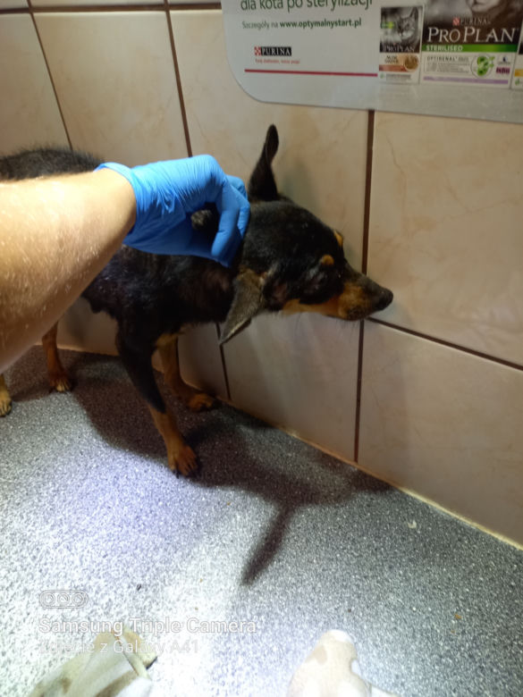 Inspektorzy OTOZ Animals w Bielsku-Białej odebrali osiem skrajnie zaniedbanych psów