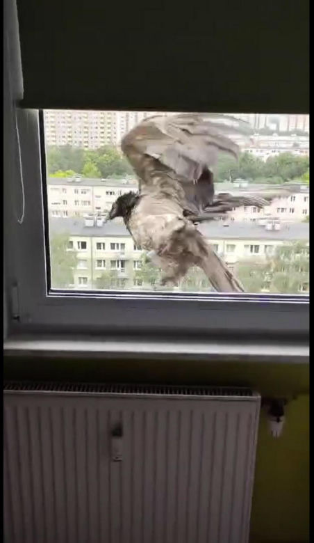 Olbrzymi ptak w Poznaniu
