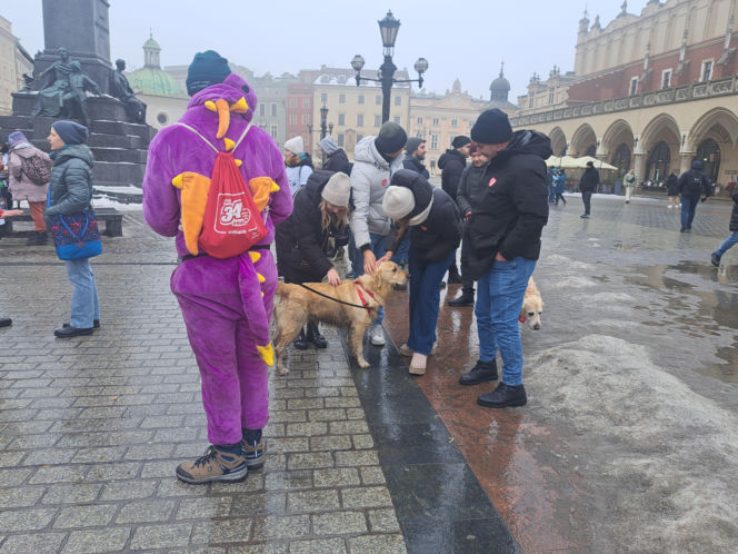 34. finał WOŚP w Krakowie. Golden Retrievery na Rynku Głównym