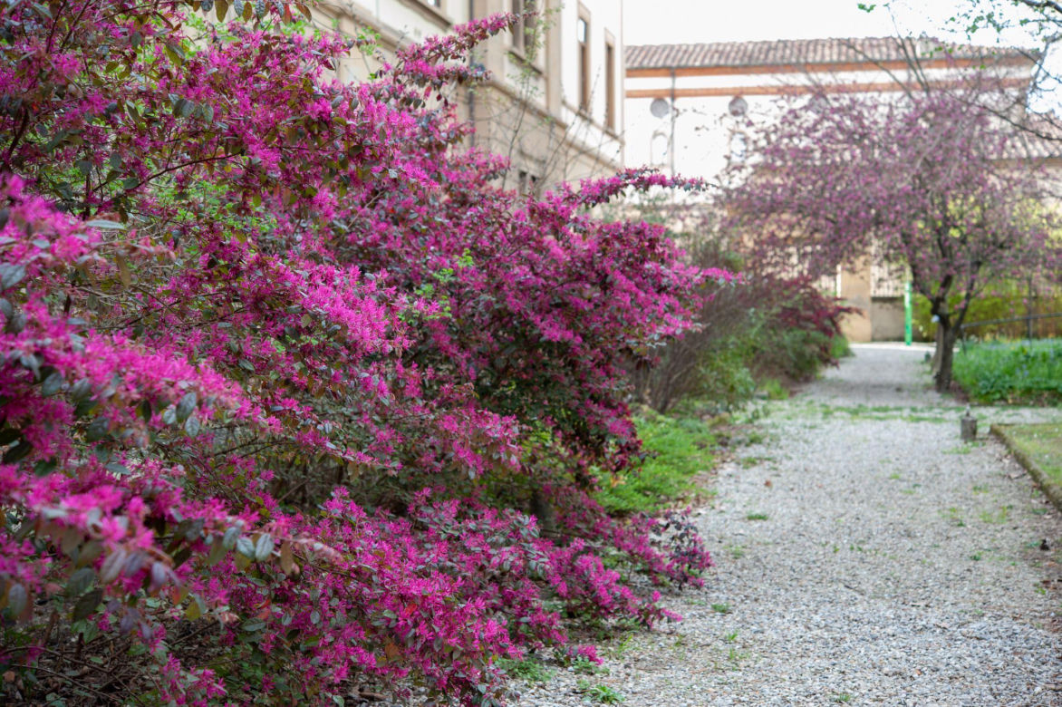 Loropetalum chińskie