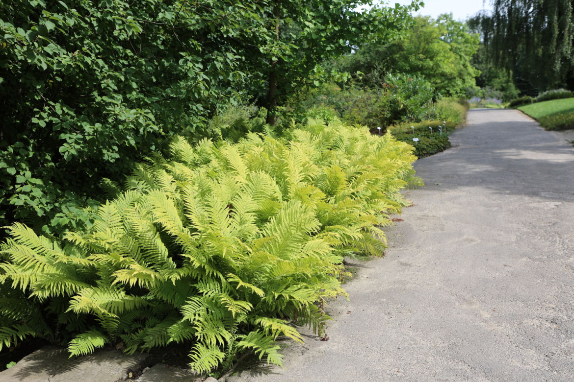 Kwitnący Ogród Botaniczny UMCS w Lublinie