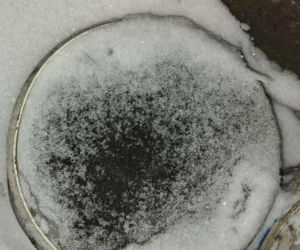 Pies konał na posesji w Dąbrowie Górniczej. Wolontariusze: To było długotrwałe znęcanie się