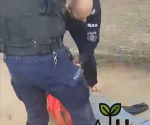 Zatrzymania Gienka z Plutycz przez policję