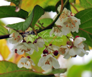 aktinidia