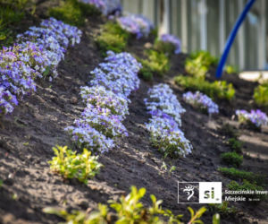Nowe nasadzenia na Pl. Orła Białego
