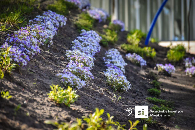 Nowe nasadzenia na Pl. Orła Białego