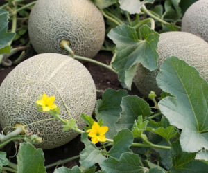 Melon