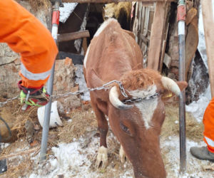 Dach stodoły runął pod naporem śniegu. W środku były zwierzęta