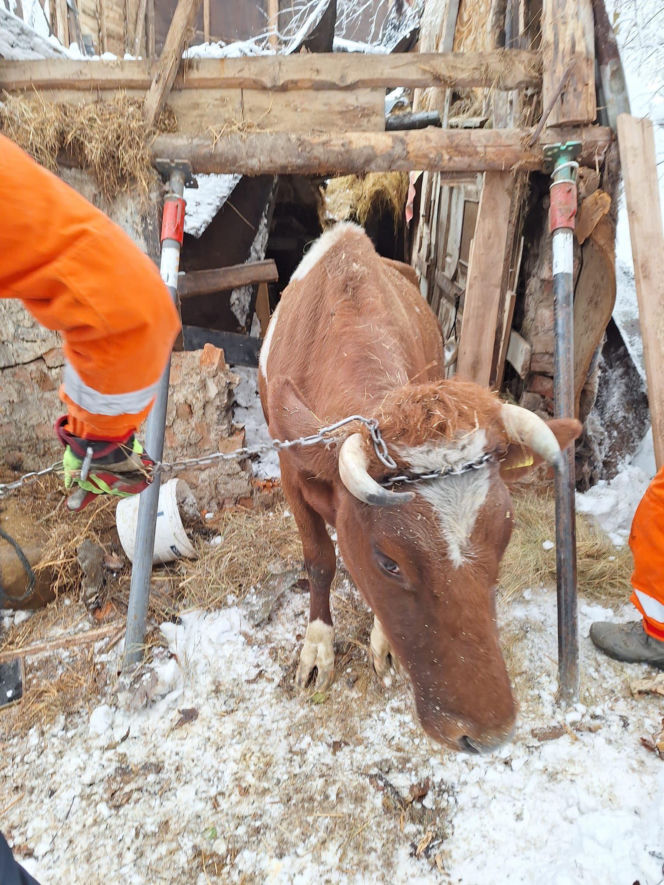 Dach stodoły runął pod naporem śniegu. W środku były zwierzęta
