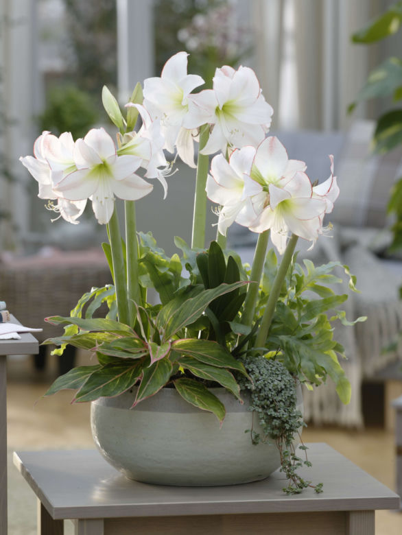 Hippeastrum i aglonema