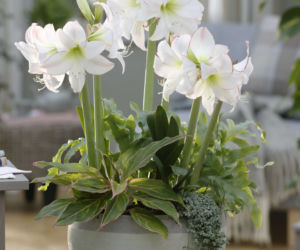 Hippeastrum i aglonema