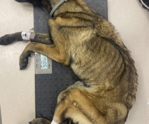 Skrajnie wychudzony pies