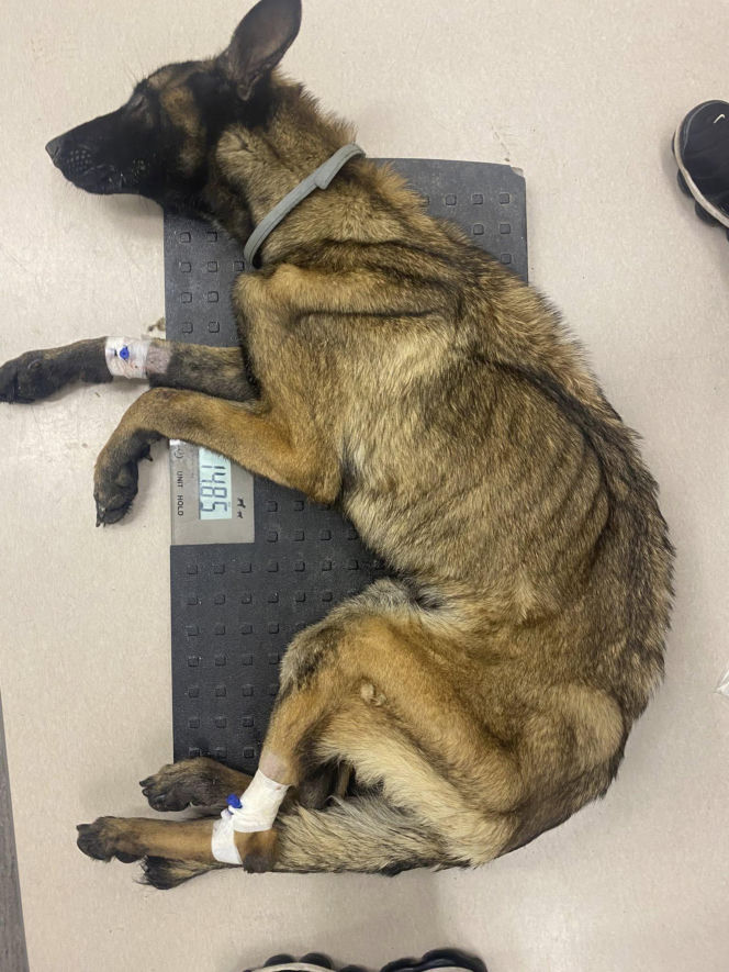 Skrajnie wychudzony pies