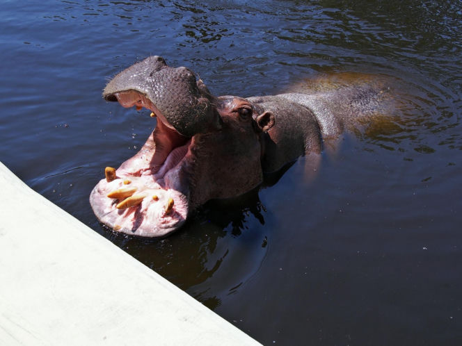 Pelagia – najstarszy hipopotam nilowy w Polsce w warszawskim ZOO