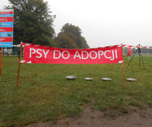 6 psów zyskało nowy dom - za nami wielka akcja adopcyjna na krakowskich Błoniach [AUDIO, GALERIA]