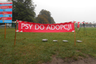6 psów zyskało nowy dom - za nami wielka akcja adopcyjna na krakowskich Błoniach [AUDIO, GALERIA]
