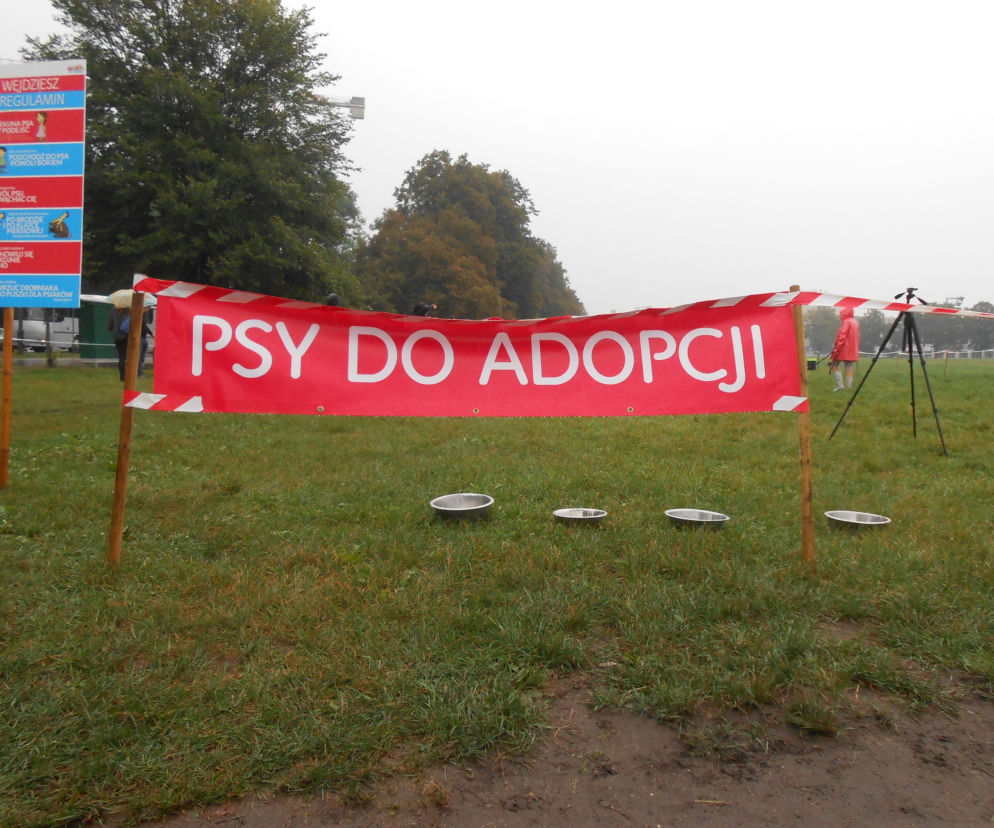 6 psów zyskało nowy dom - za nami wielka akcja adopcyjna na krakowskich Błoniach [AUDIO, GALERIA]