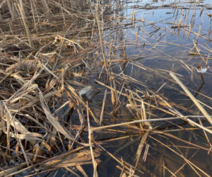 Siedleccy wędkarze chcą posprzątać okolice zalewu. Pomożecie?