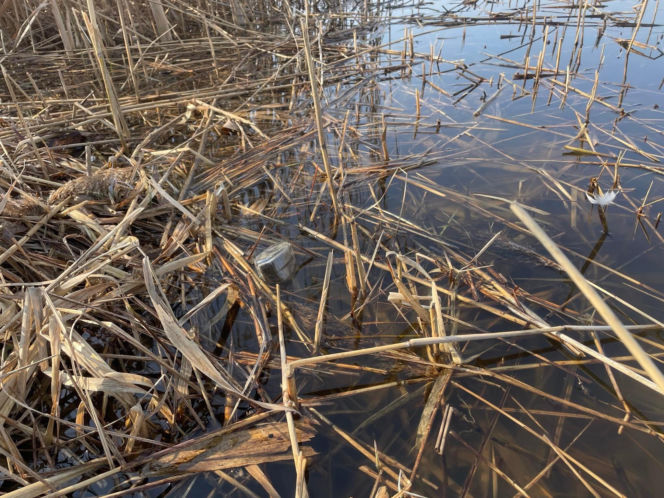 Siedleccy wędkarze chcą posprzątać okolice zalewu. Pomożecie?