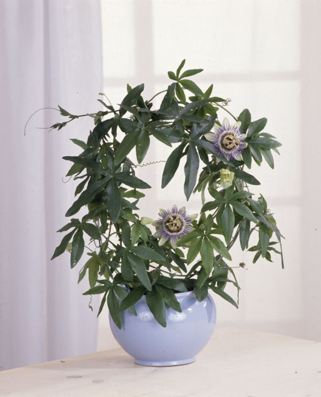 Passiflora