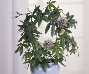 Passiflora