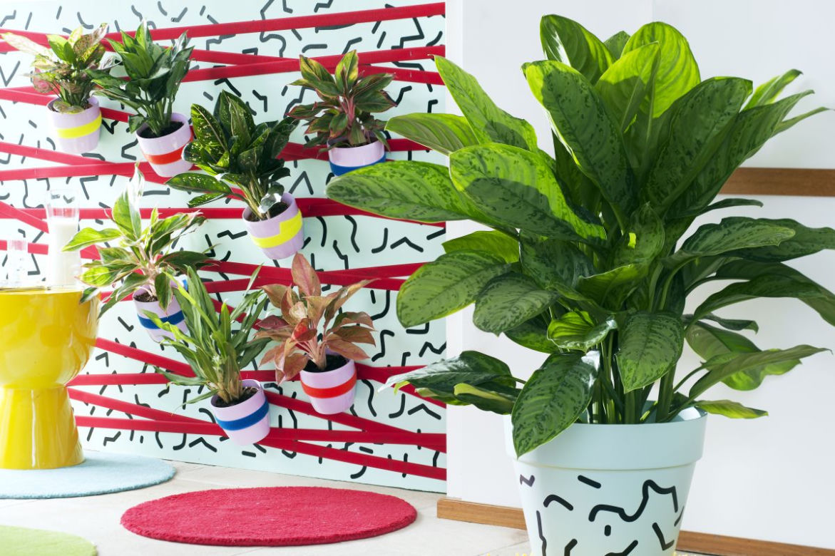 Aglaonema