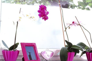 Zgniłe liście storczyka Phalaenopsis [Porada eksperta]
