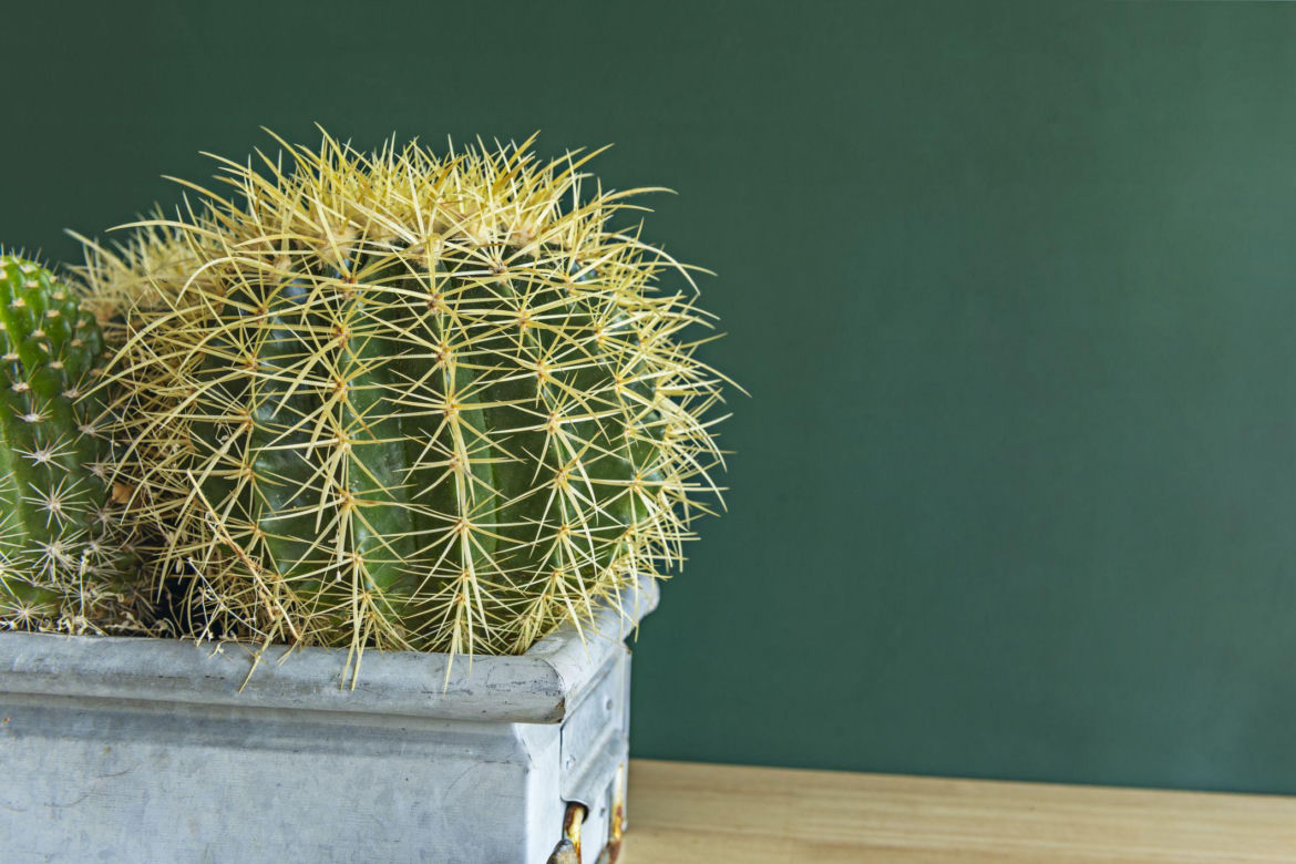 Ferocactus wislizeni