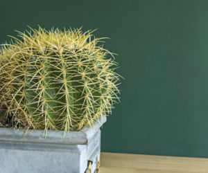 Ferocactus wislizeni