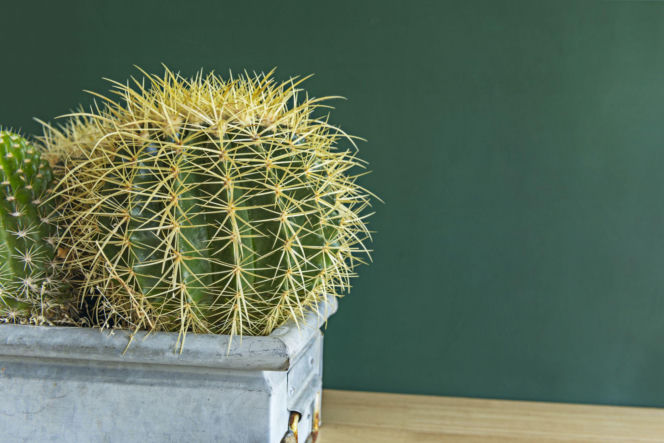Ferocactus wislizeni