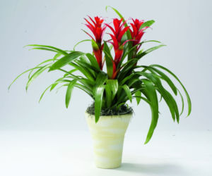 Guzmania