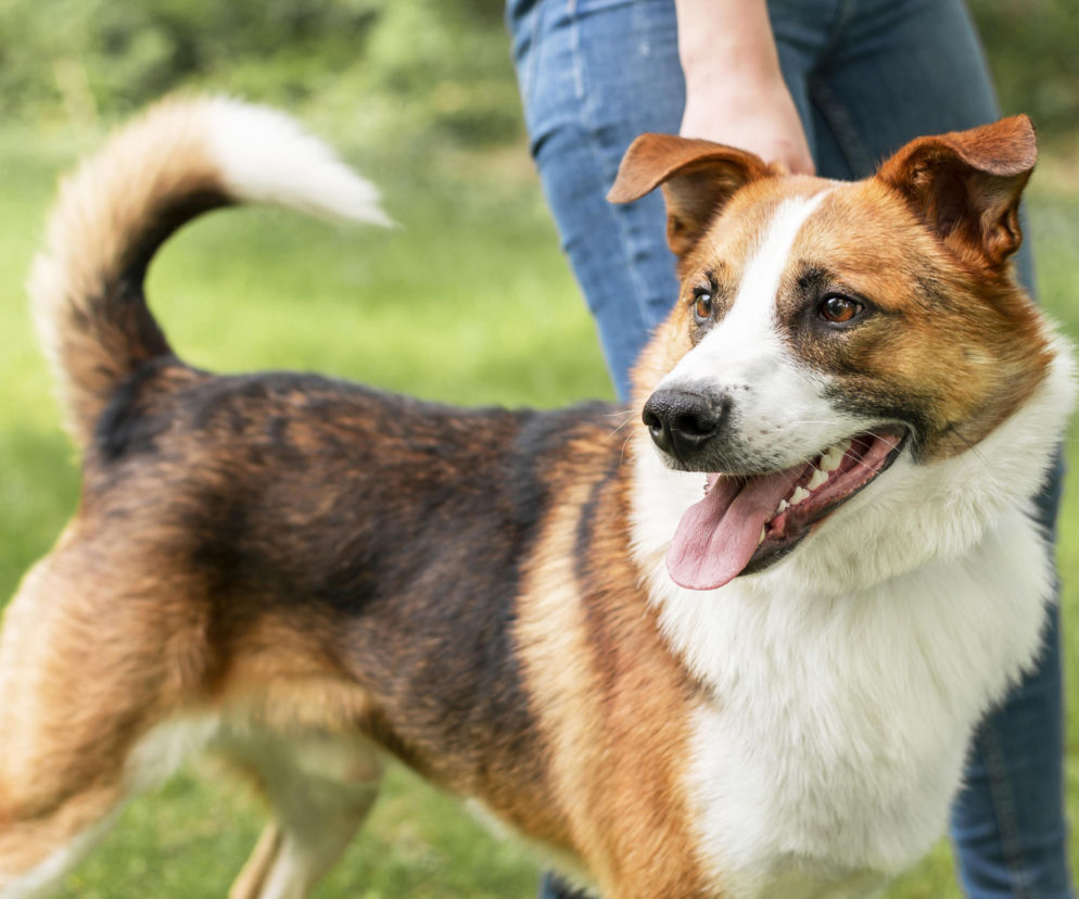 Miasto na Podkarpaciu nie wprowadzi podatku od psa. Prezydent: żadnych nowych podatków 