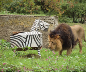 Rozrywka dla lwów z łódzkiego zoo