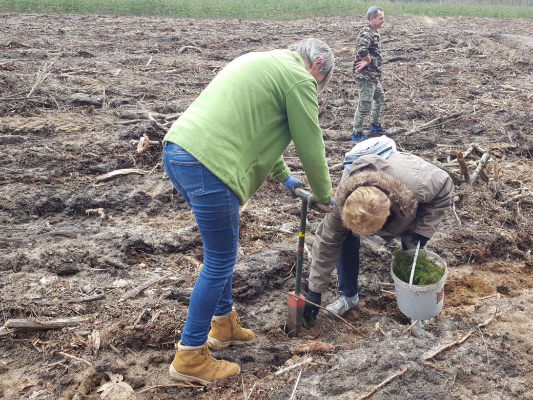 Posadzili kawałek lasu w miejscu wyciętego