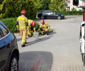 Boa dusiciel pod skarbówką w Iławie! Zamiast węża w kieszeni był wąż na ulicy