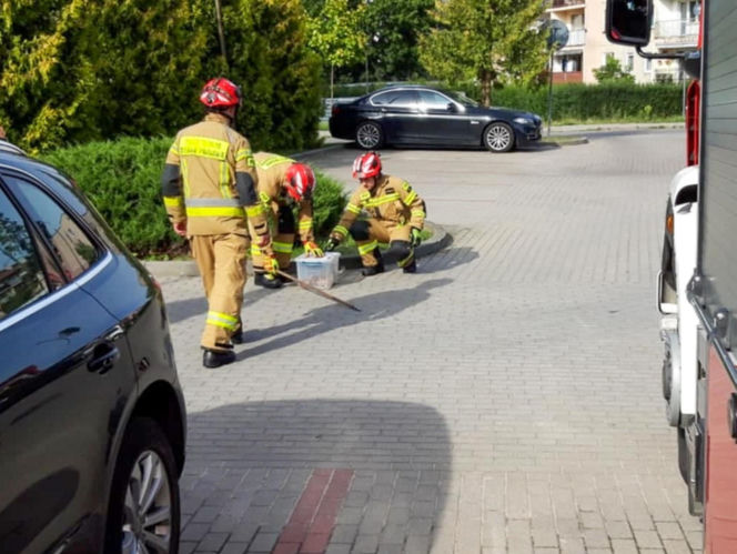 Boa dusiciel pod skarbówką w Iławie! Zamiast węża w kieszeni był wąż na ulicy