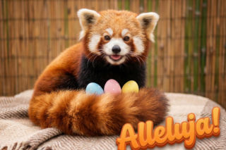 Fajne kartki na Wielkanoc