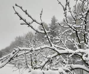 Pierwszy śnieg w regionie tarnowskim