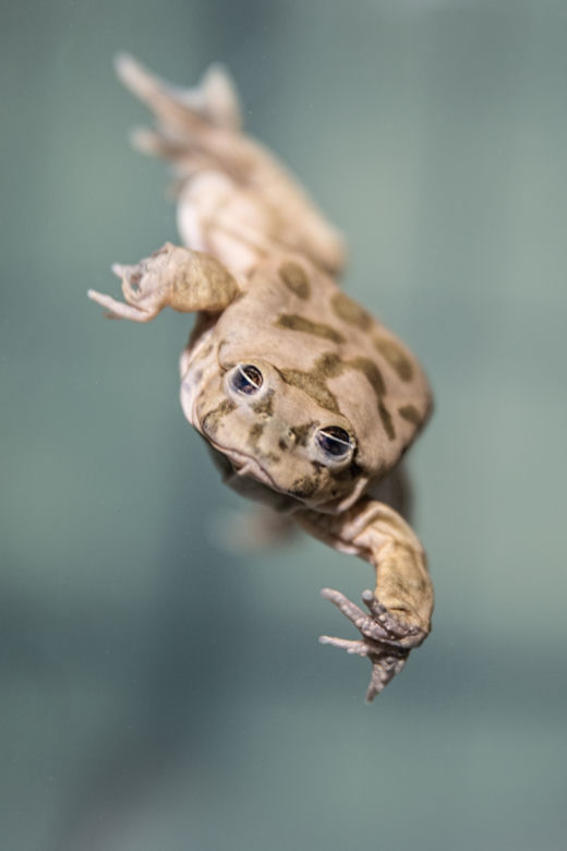 We wrocławskim zoo można oglądać żaby z Titicaca