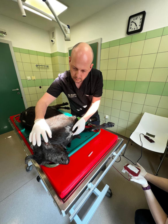 Transfuzja krwi kóz w lecznicy ADA [GALERIA]